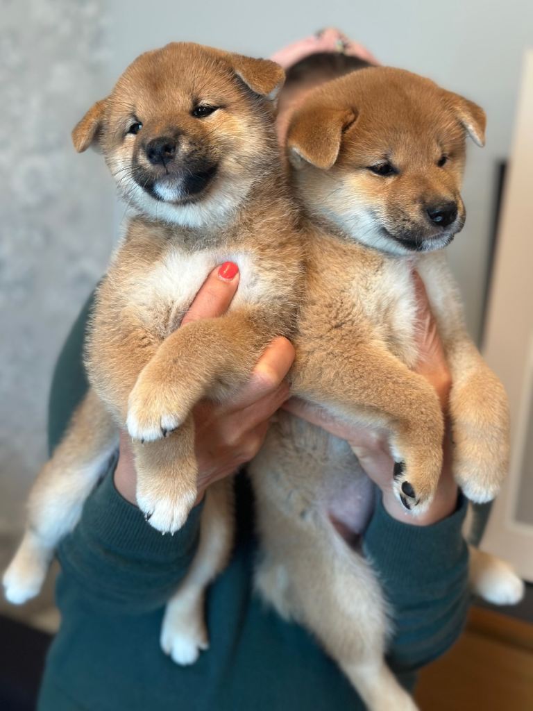 KC-Certified Shiba Inu puppies. 100% Pure blooded.