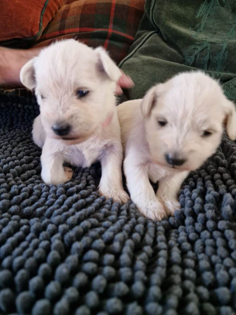 Superb KC Registered White Minature Schnauzer Puppies