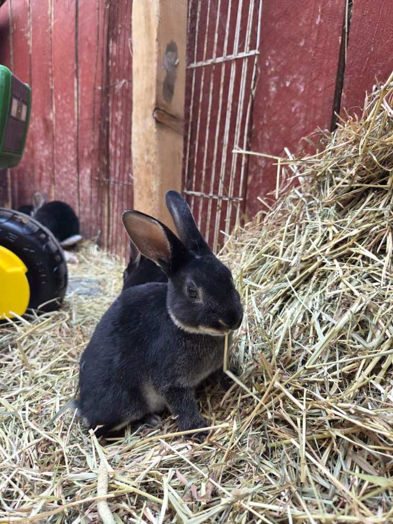 Gorgeous baby bunnies