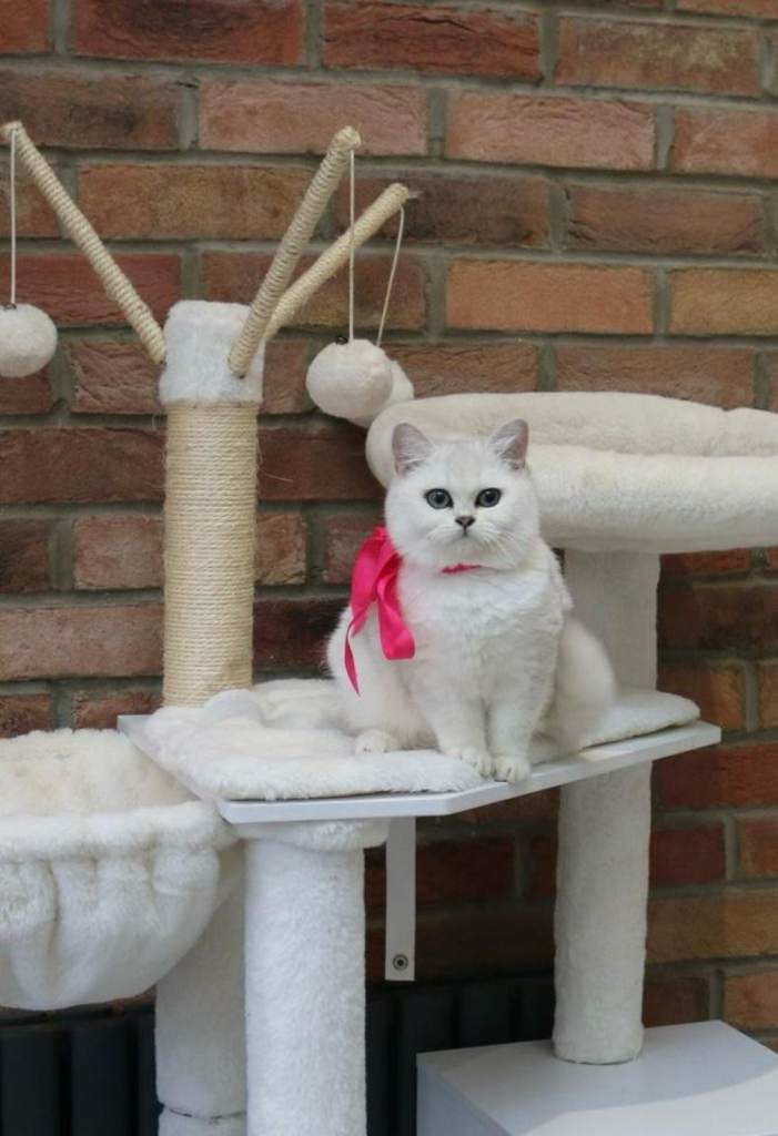 Champion Line Registered Chinchilla British short Hair Beauty