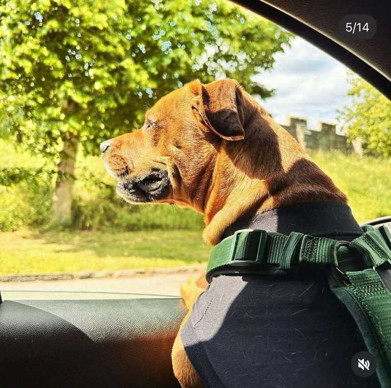 French Bulldog X Daschund