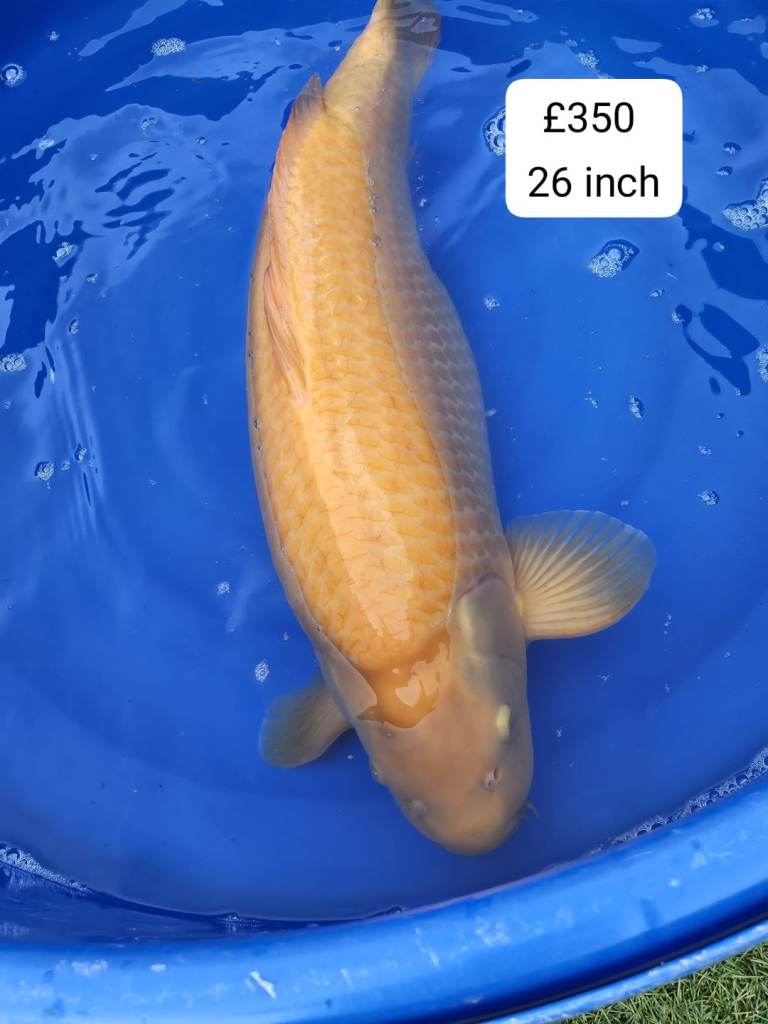 Big Koi carp fish for sale.for Garden ponds lakes,tanks