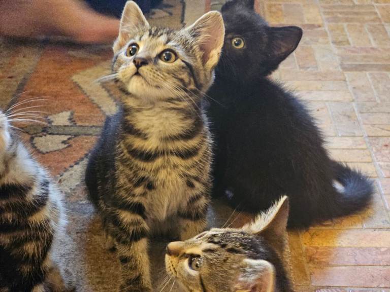 Kittens