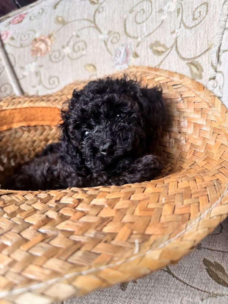 🐾 Beautiful Toy Poodle Boys Looking for Their Forever Homes 🐾 Leeds📍