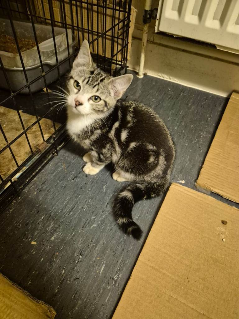 Tabby Bengal