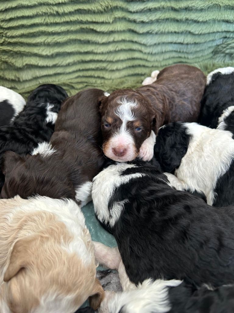 F1b bernedoodle puppies 