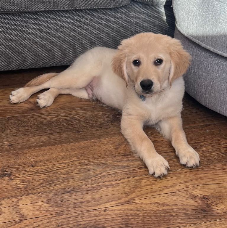 14week old golden retriever 