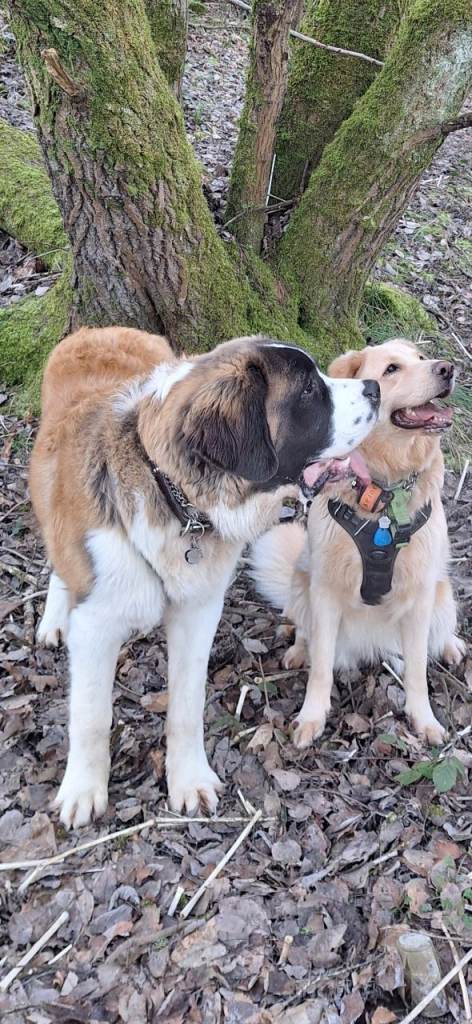 St. Bernard ( male) kennel Club KC registered and  Golden Retriever mix ( female) 