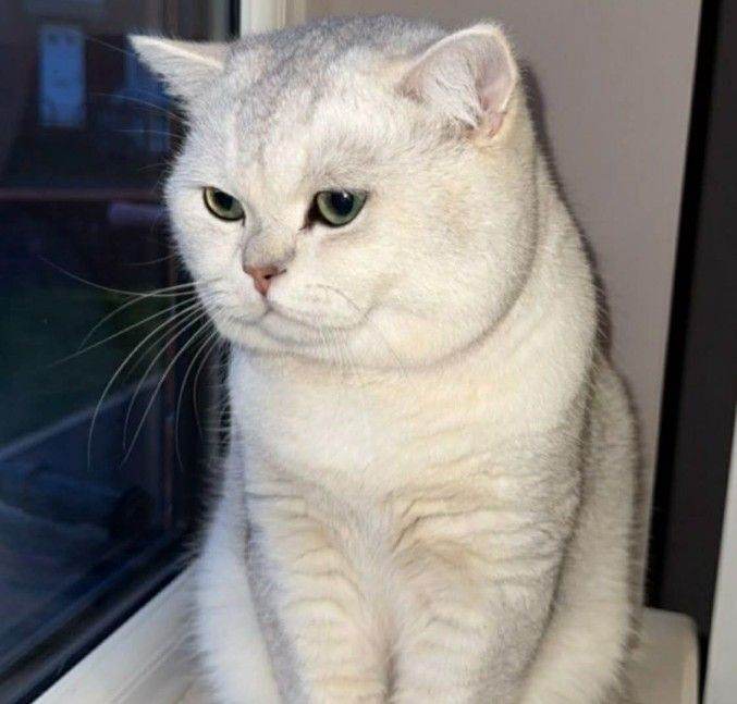 SALE: British Shorthair Male (BSH) 