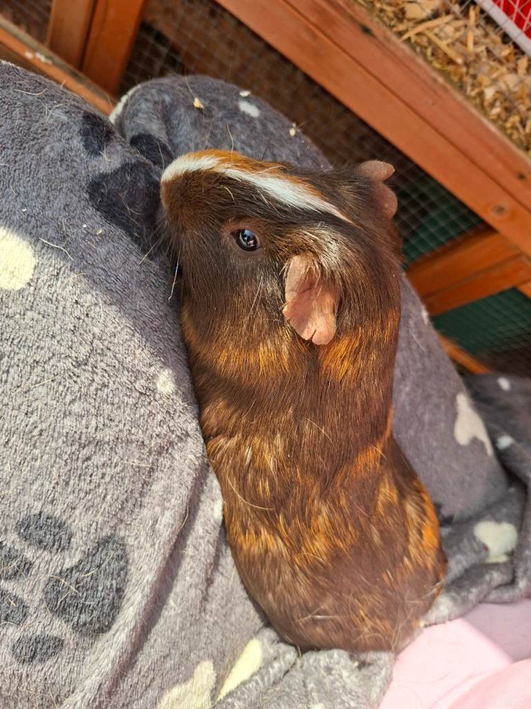 Guinea Pig 