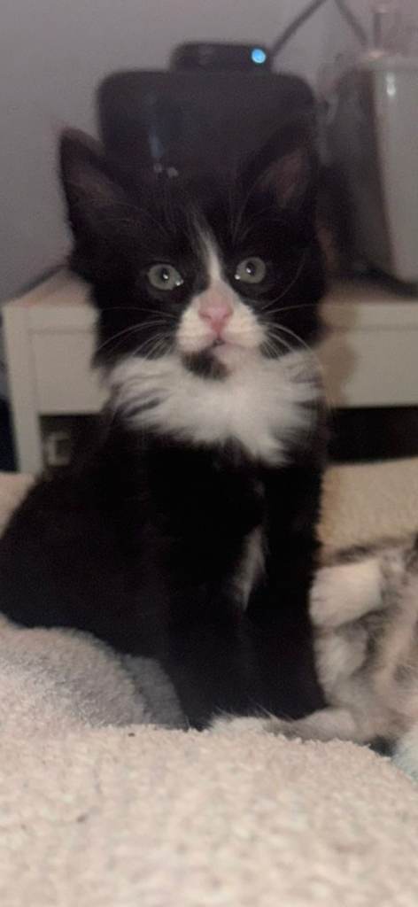 2 kittens
