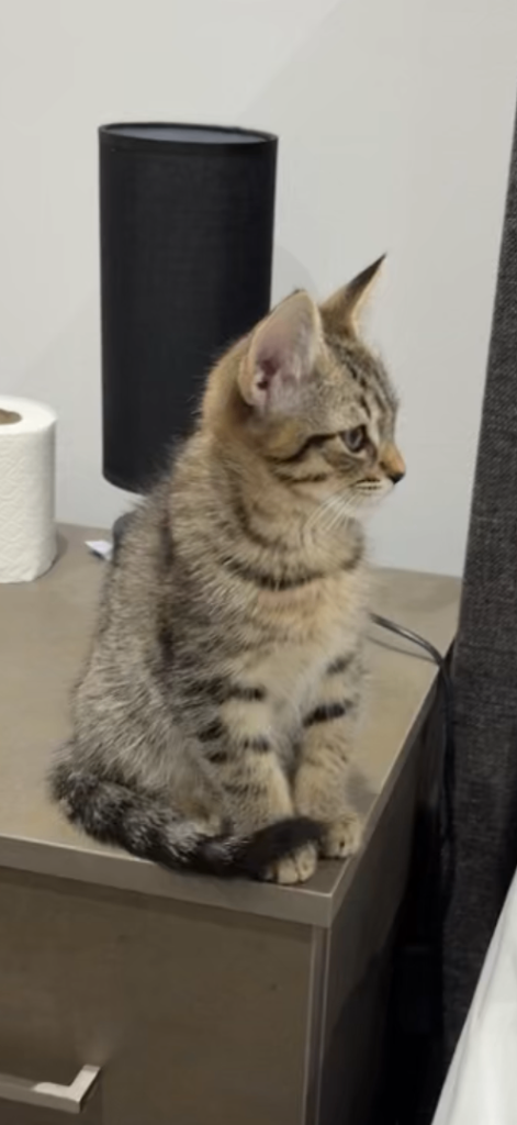 Playful kitten who comes with everything you need 