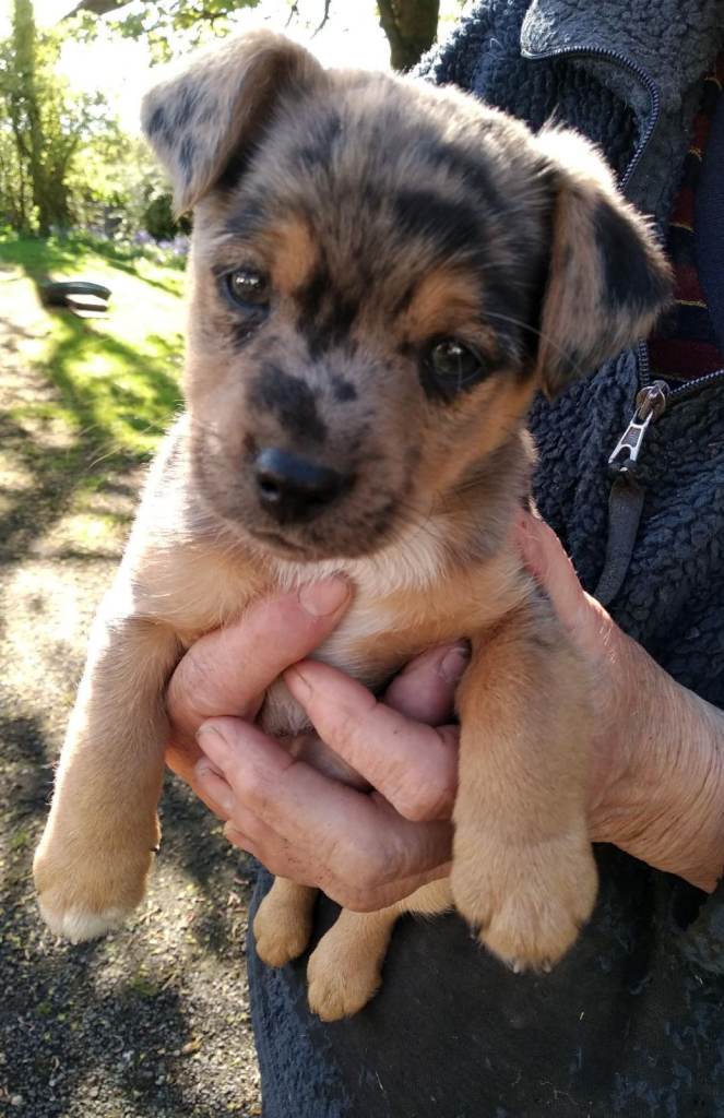Rare miniature Jack Russell puppies
