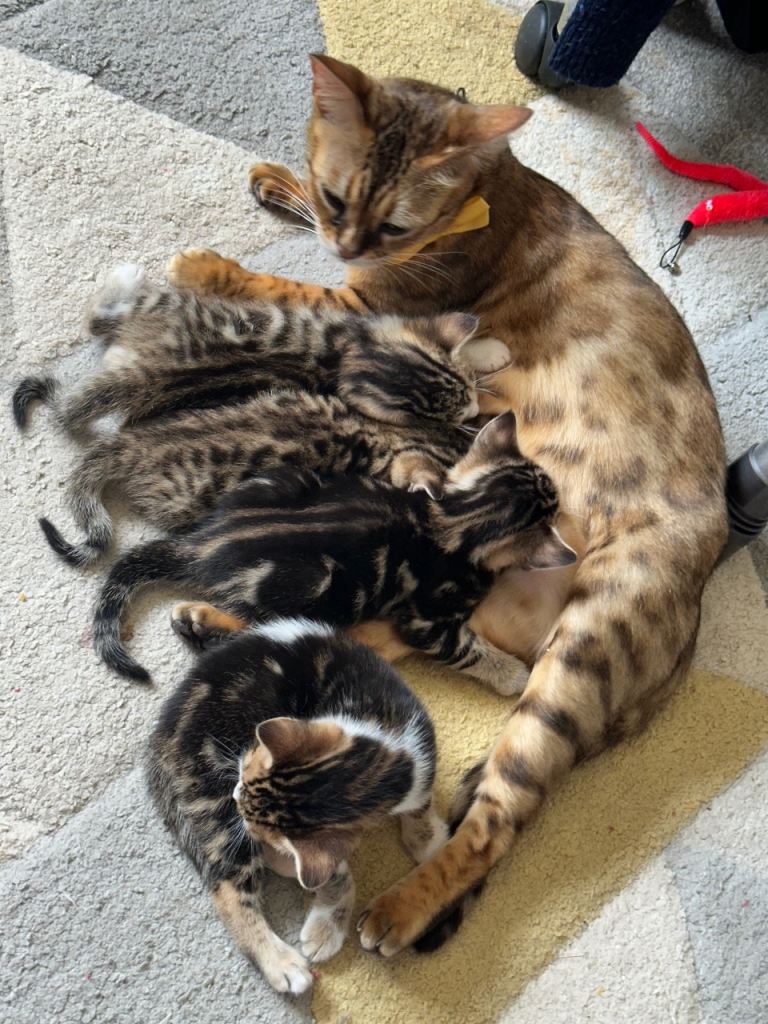bengal x kittens beautiful markings lovely temperament 