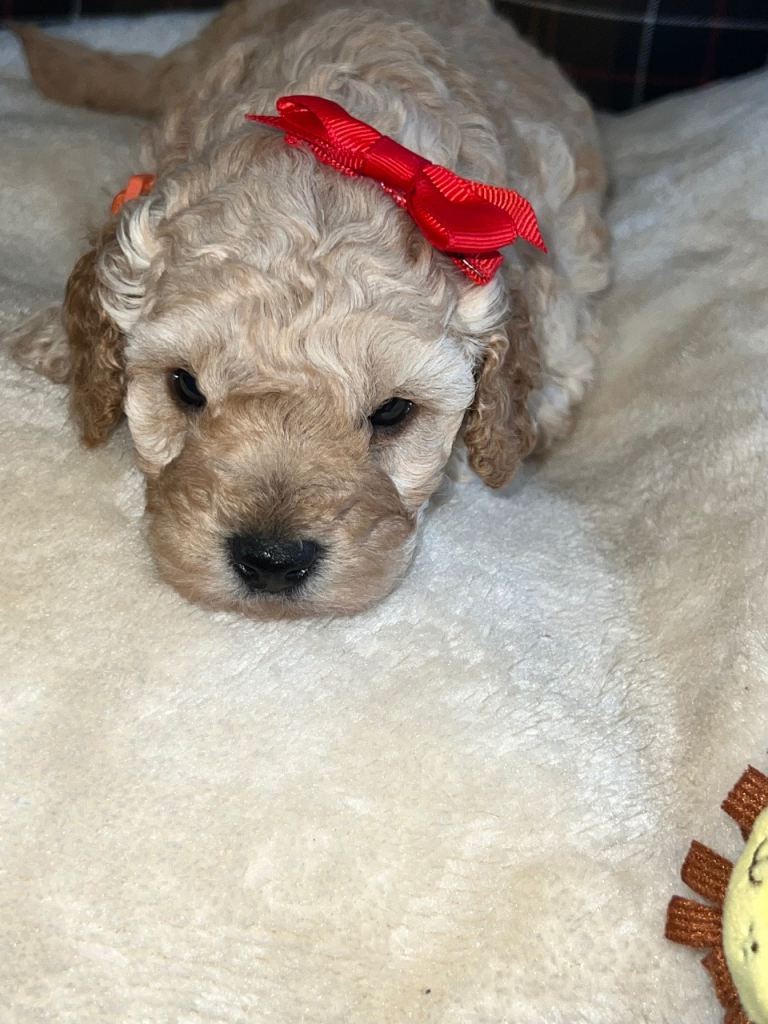 🐶🐶TOY POODLES FOR SALE🐶🐶🐶