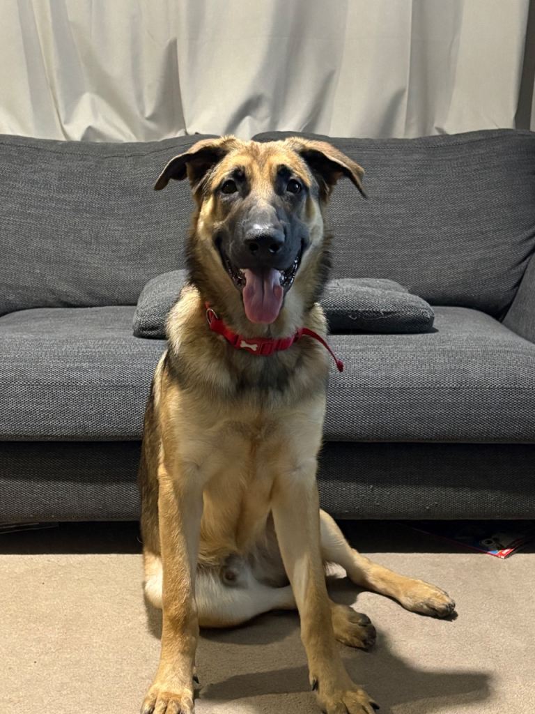 8 month old Belgian Malinois 