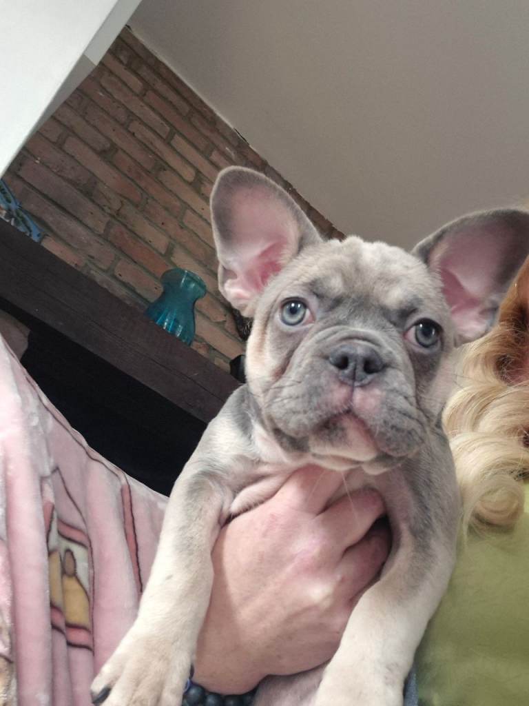 French bull dog puppys ready to go