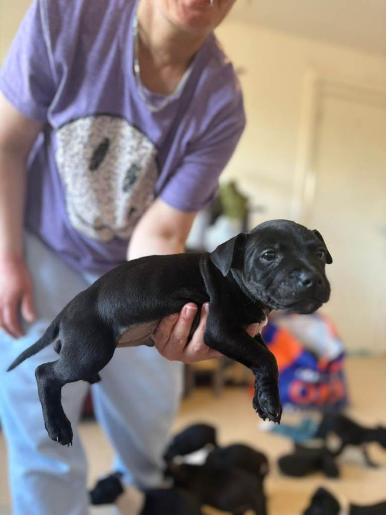 Staffy puppies 