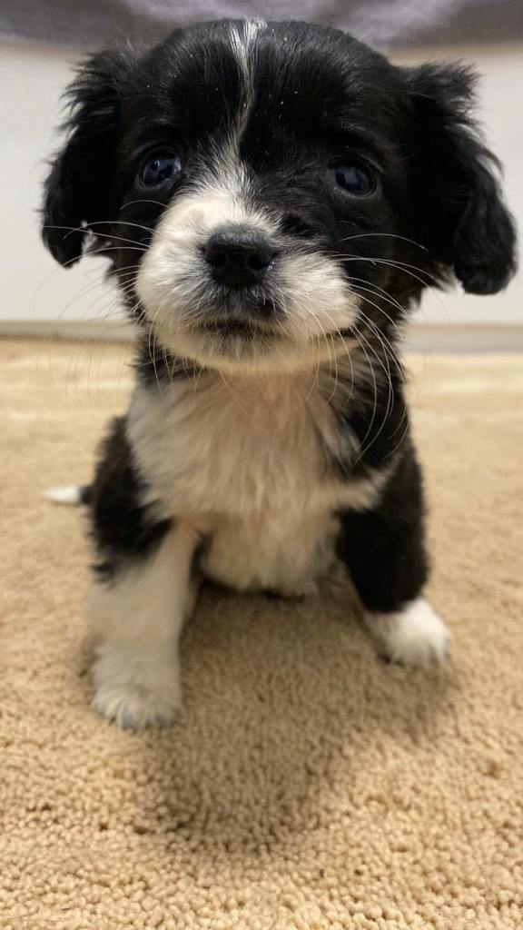 Cocker Spaniel x Springer Spaniel Puppies (Sprocker) £500 