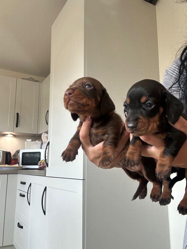 ❤️miniature  DACHSHUND PUPPIES READY FOR THEIR FOREVER HOMES! ❤️🐾