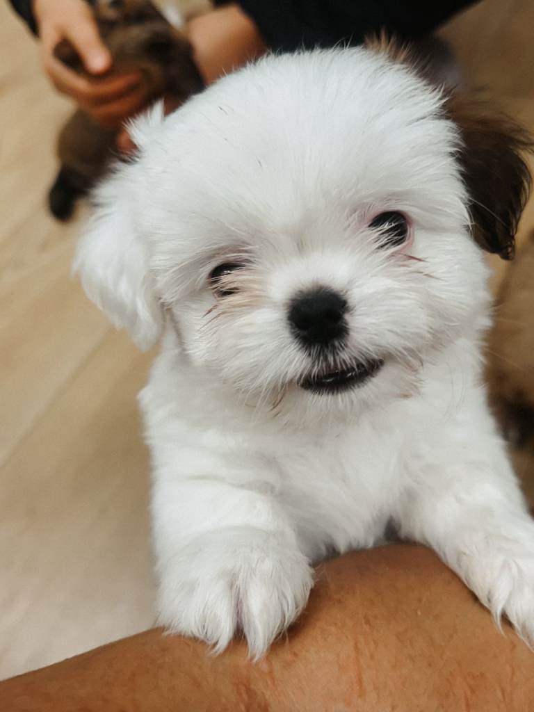 🐶 Last two Adorable Mixed-Breed Puppies