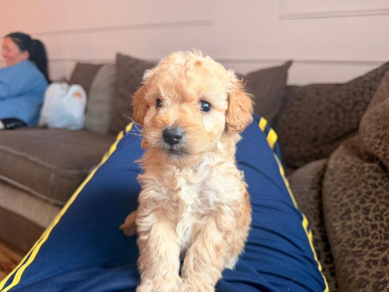 Cockapoo