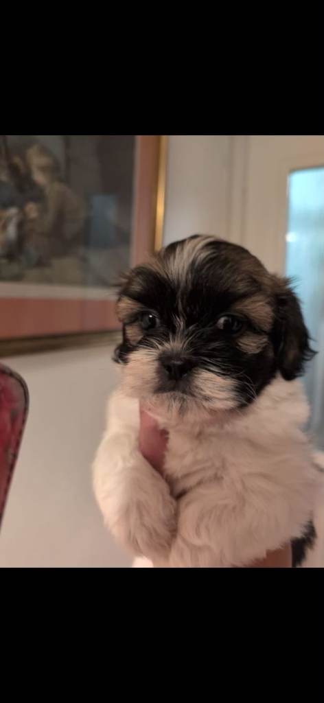 Shih Tzu puppy 1 boy left .