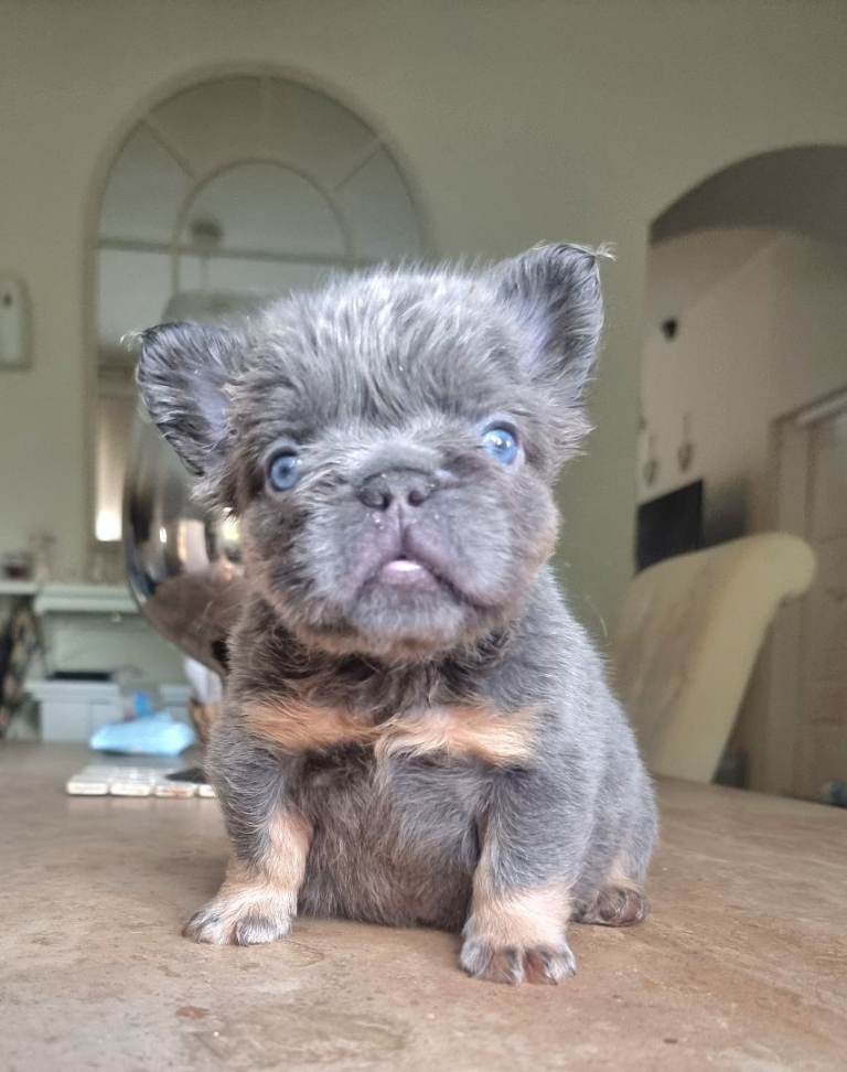 Beautiful french bulldogs