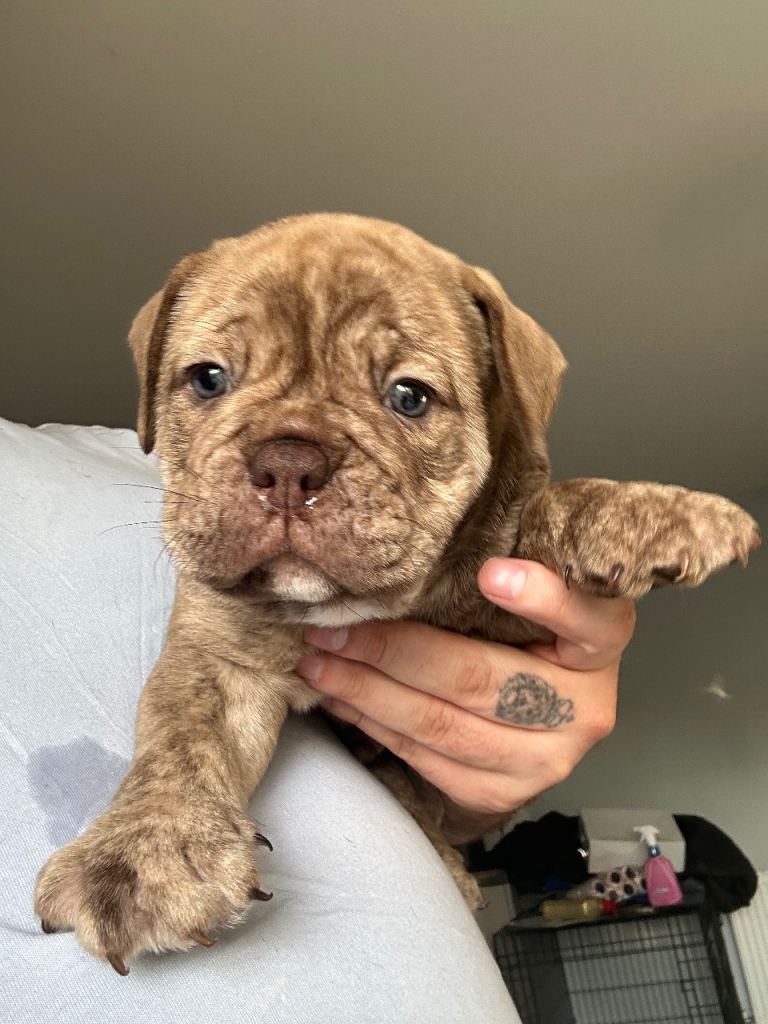 Olde English bulldog puppy