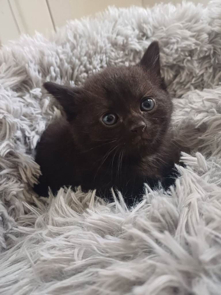 Gorgeous Kittens Available