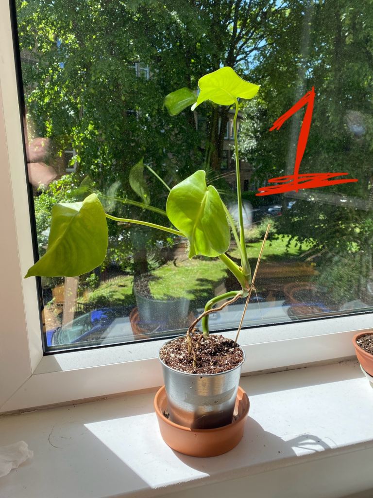 Plant Sale