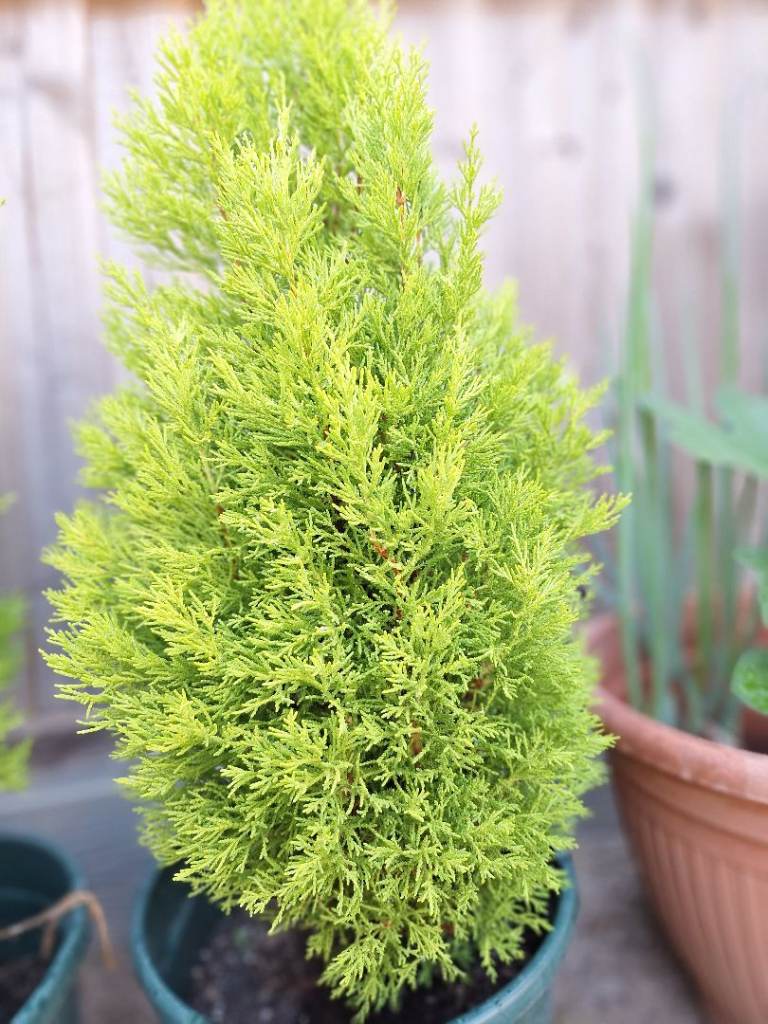 80cm Cupressus goldcrest plant