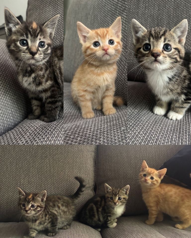 Kittens Ready this weekend 