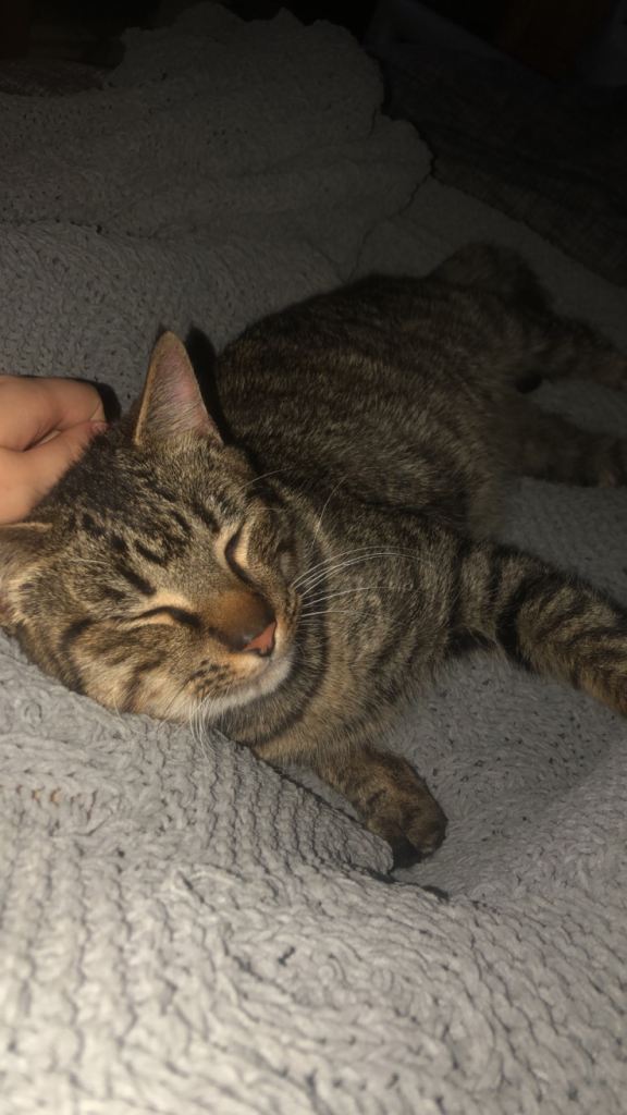 Male tabby for rehoming 