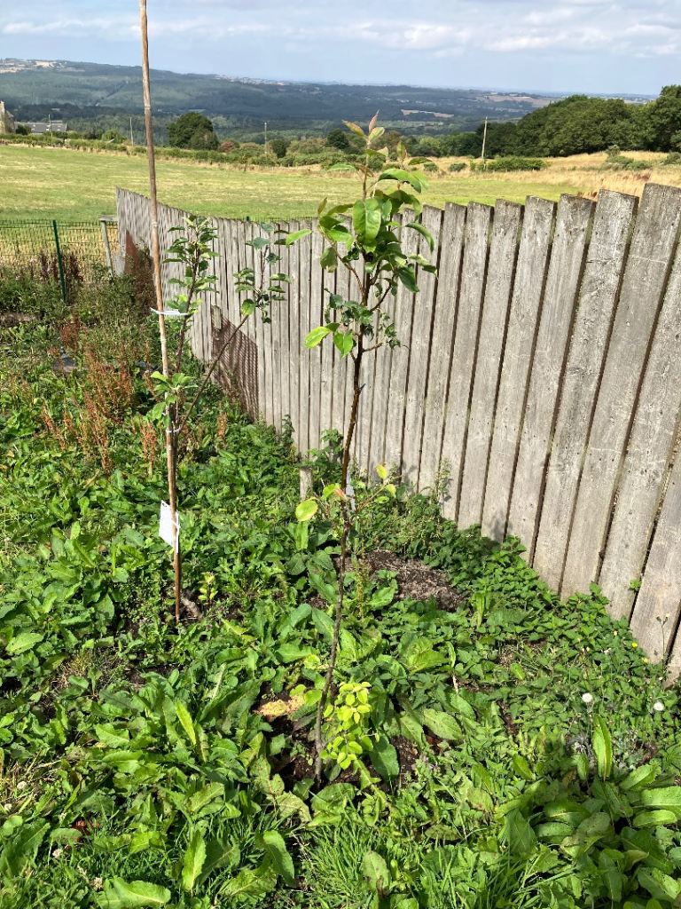 Fruit trees 