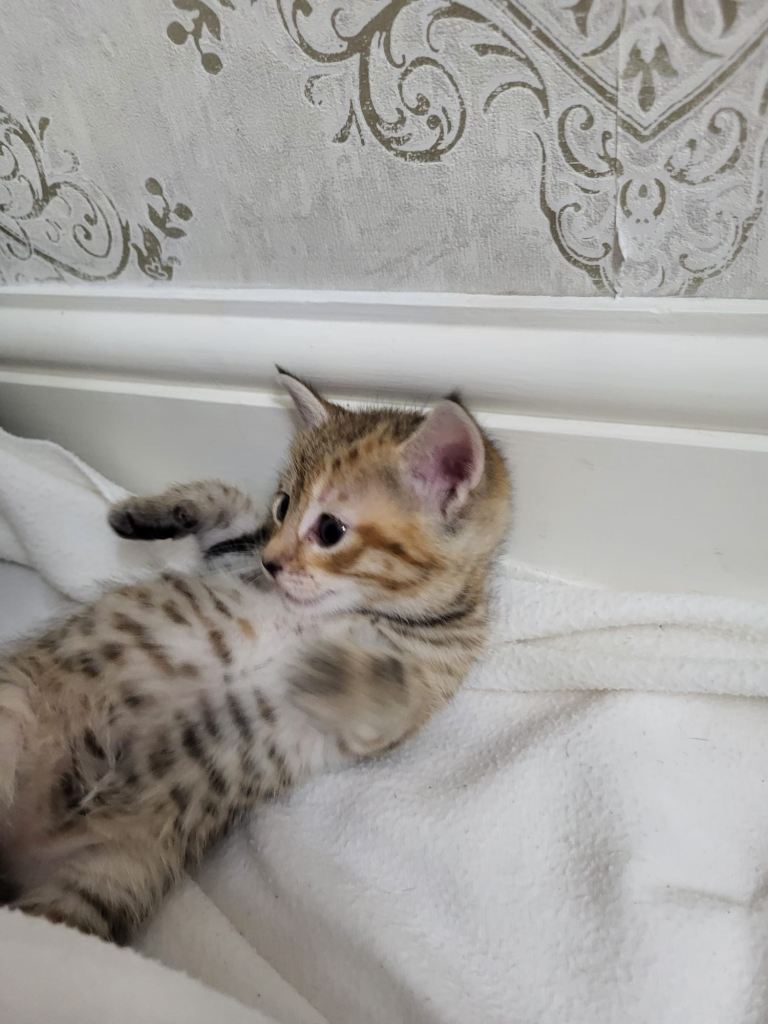 Kittens ready to go 