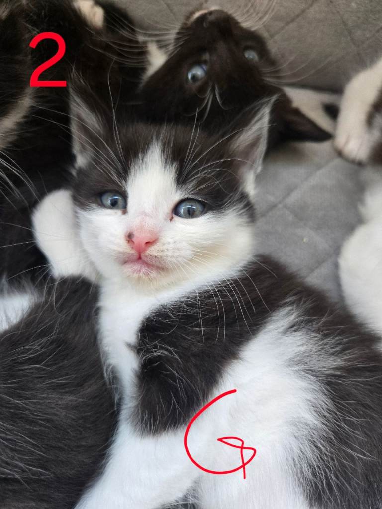 3 beautiful kittens