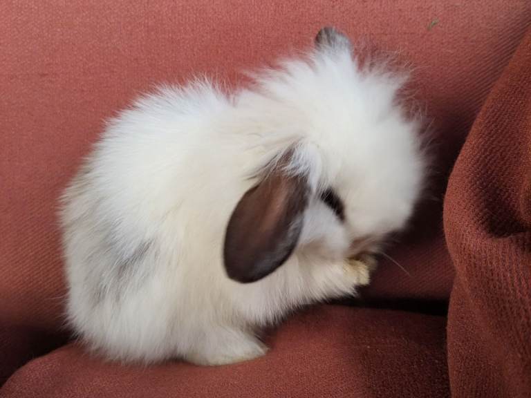 Beautiful Friendly Angora x Lionhead Lop Baby Rabbits for Sale