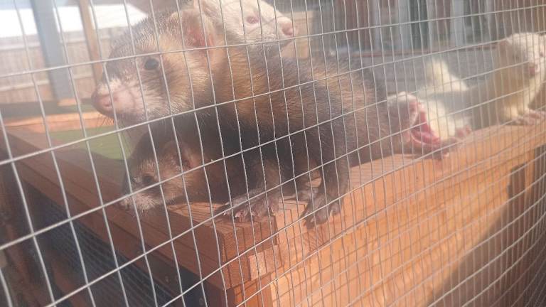Ferret Kits For Sale - Ready Now