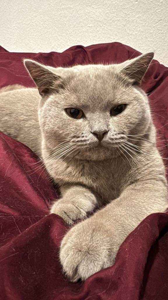 Male British Shorthair for sale