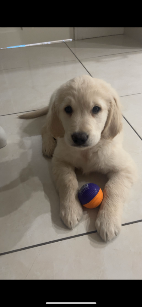Golden Retriever Pup. 