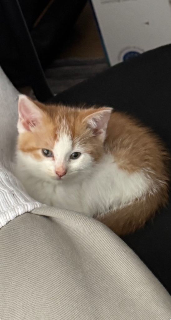 8 Week Old Kitten Yuki