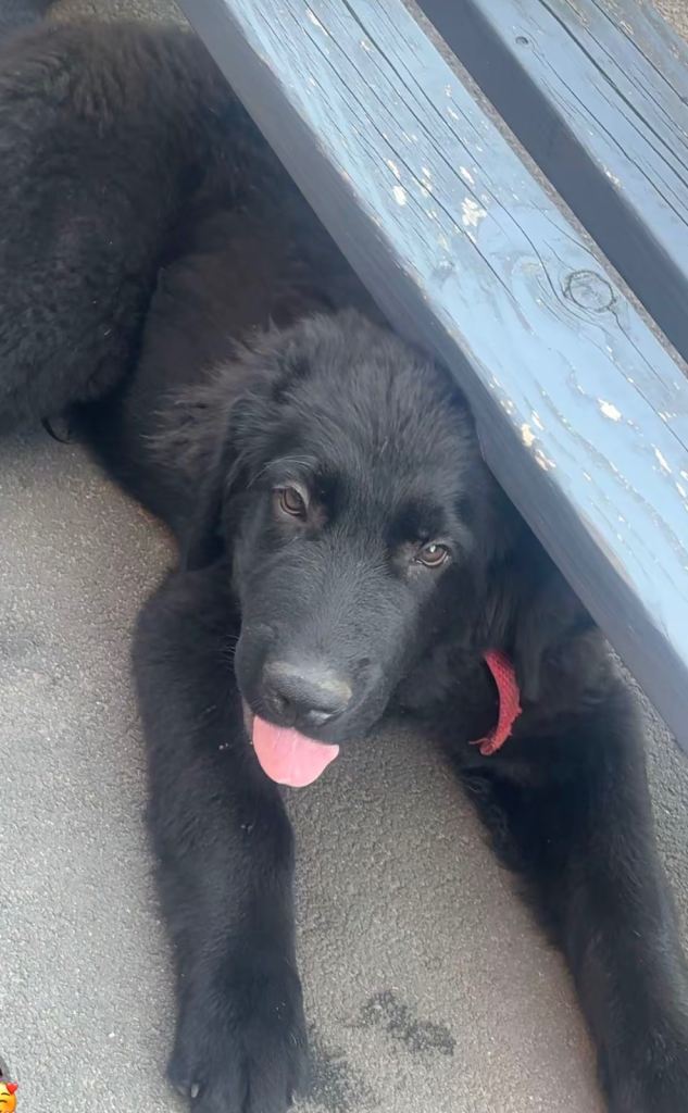 Black puppy with red collar
