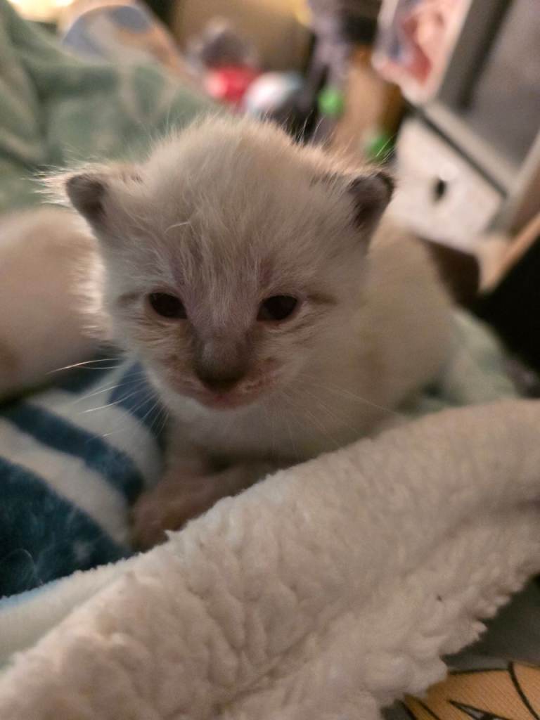 Beautiful male bengal kitten ready 3rd june