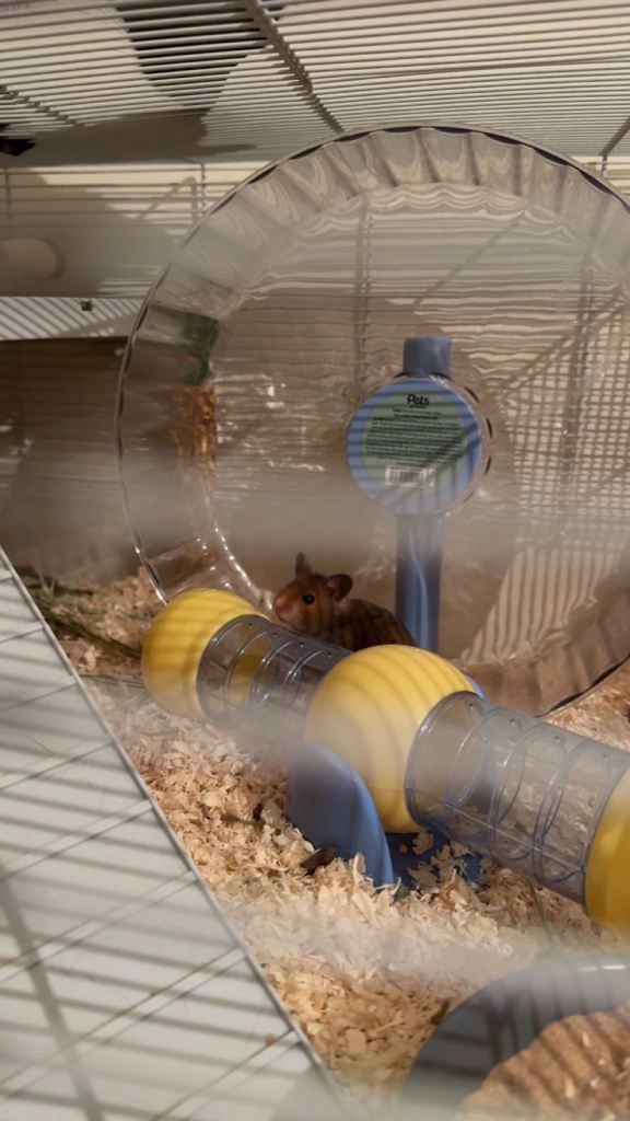 Syrian brown hamster 