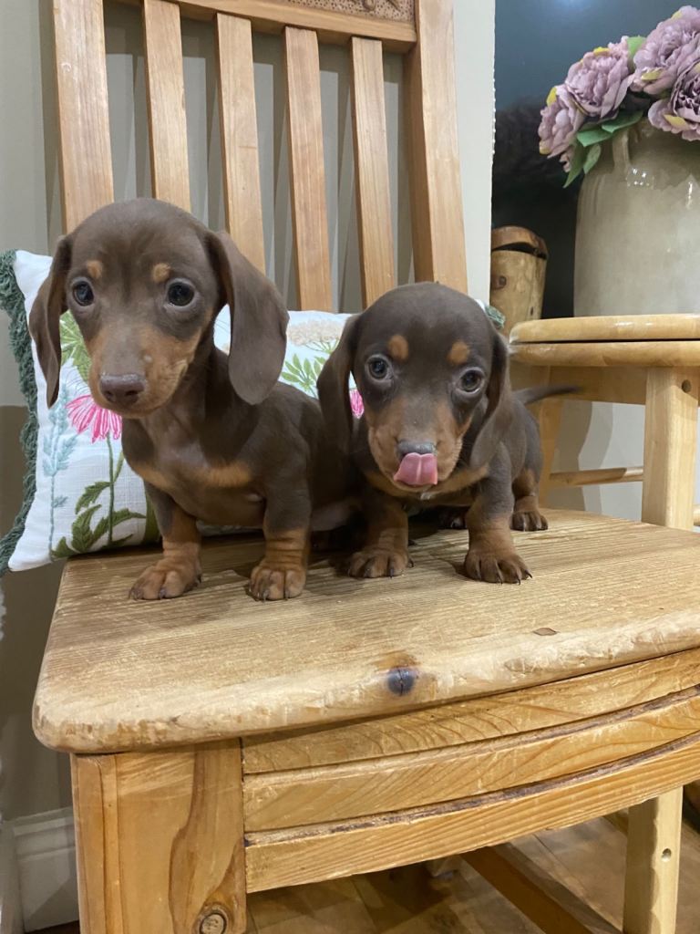 Dachshund 