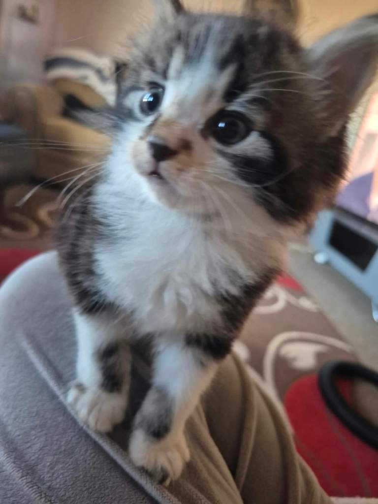 Female kitten ready to leave today 