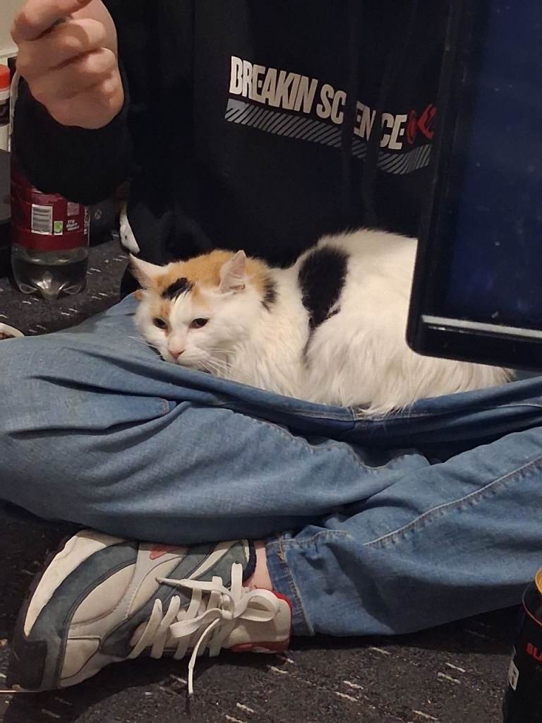 6 month old kitten needs a loving home