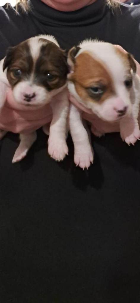 Adorable Jackchi pup boys 