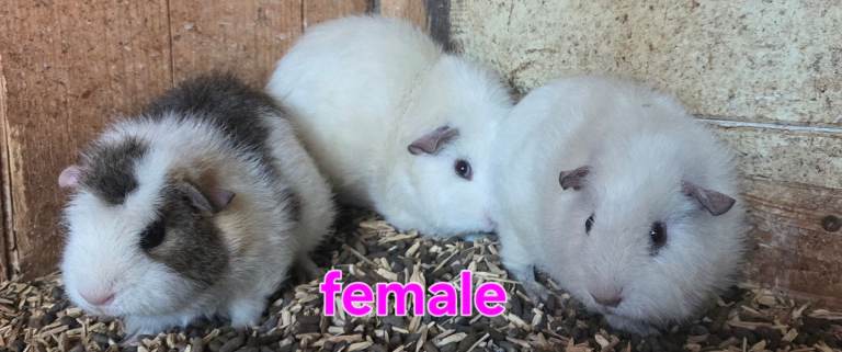 Fluffy sweet Guineapigs female 